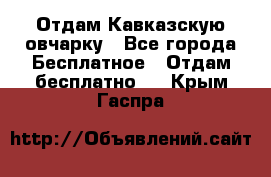 Отдам Кавказскую овчарку - Все города Бесплатное » Отдам бесплатно   . Крым,Гаспра